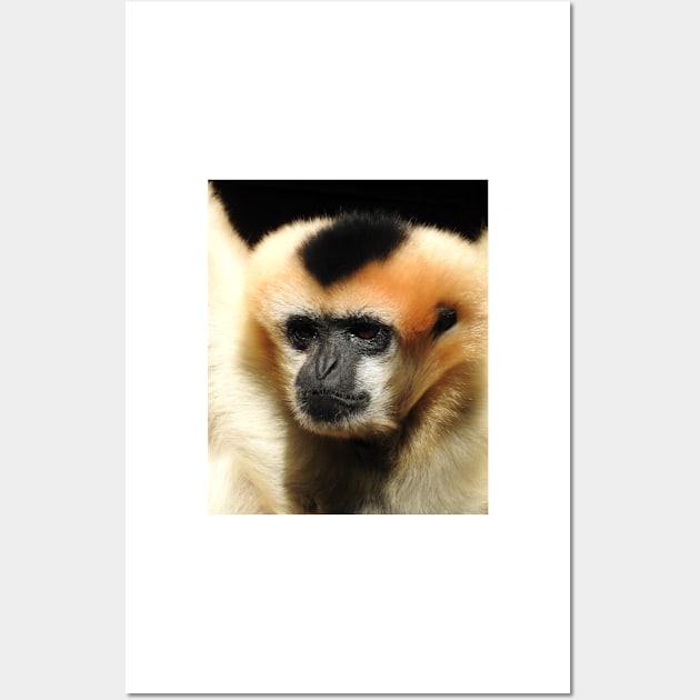 White-cheeked gibbon Wall Art by kirstybush